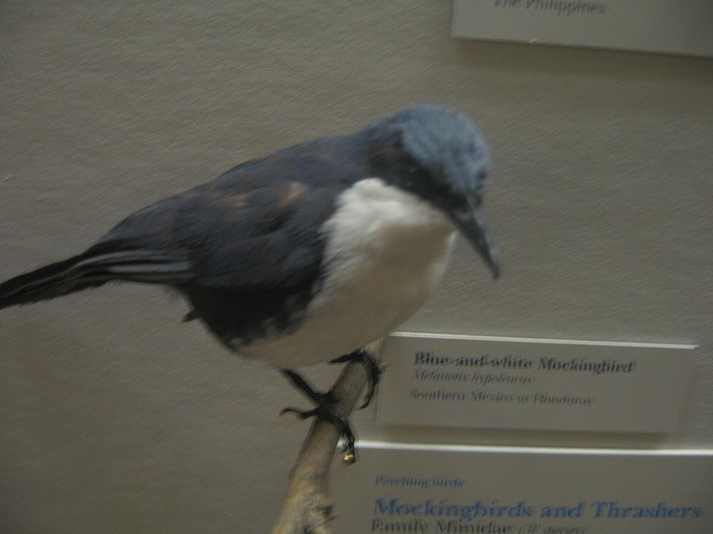 蓝白嘲鸫 / Blue-and-white Mockingbird / Melanotis hypoleucus
