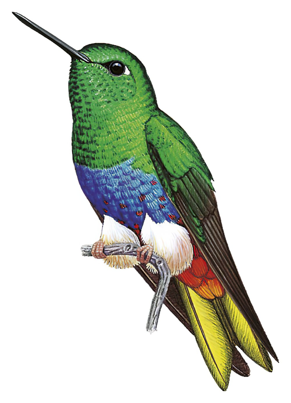 彩毛腿蜂鸟 / Colorful Puffleg / Eriocnemis mirabilis