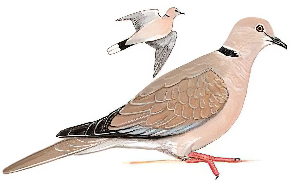 灰斑鸠 / Eurasian Collared Dove / Streptopelia decaocto