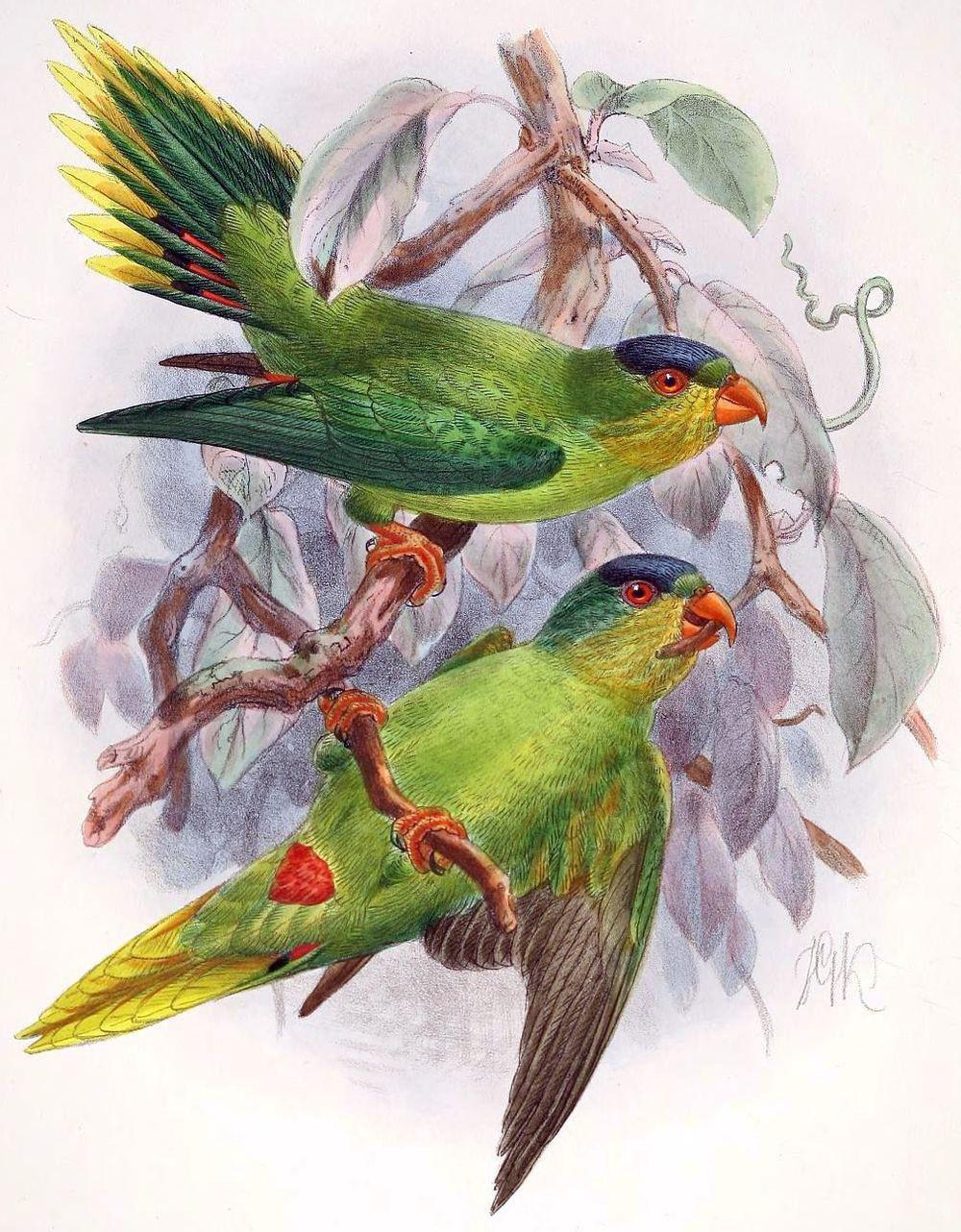 新喀鹦鹉 / New Caledonian Lorikeet / Charmosyna diadema