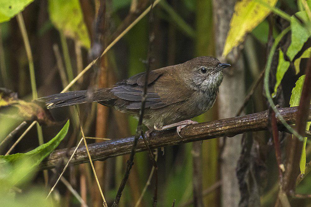 爪哇短翅莺 / Javan Bush Warbler / Locustella montis