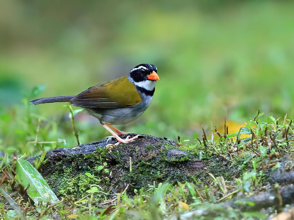 橙嘴金肩雀 / Orange-billed Sparrow / Arremon aurantiirostris