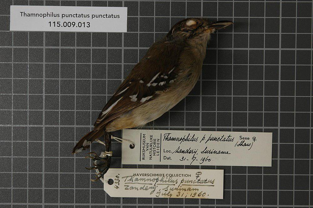 蓝灰蚁鵙 / Northern Slaty Antshrike / Thamnophilus punctatus
