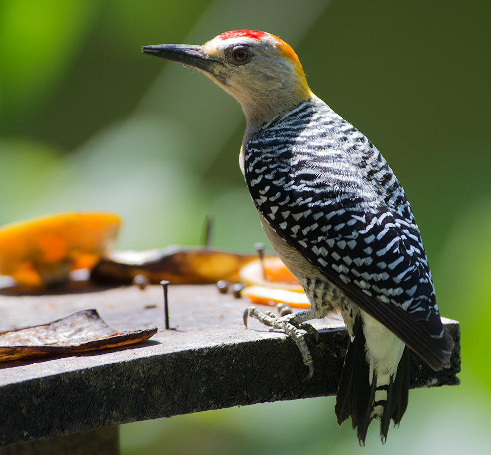 霍氏啄木鸟 / Hoffmann\'s Woodpecker / Melanerpes hoffmannii