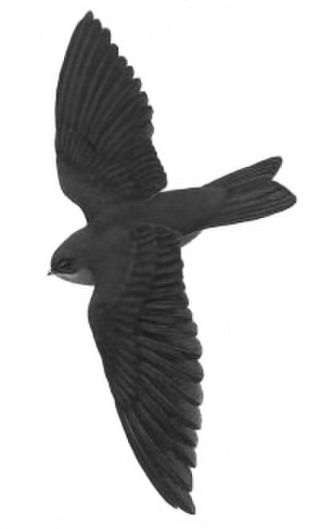 卡罗琳金丝燕 / Island Swiftlet / Aerodramus inquietus