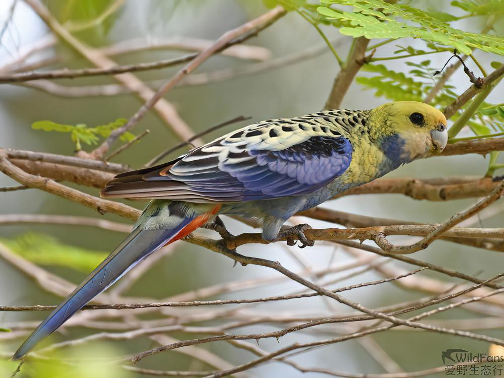 淡头玫瑰鹦鹉 / Pale-headed Rosella / Platycercus adscitus