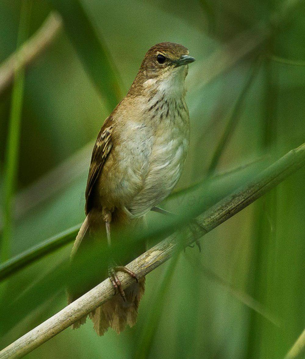蒲草短翅莺 / Little Rush Warbler / Bradypterus baboecala