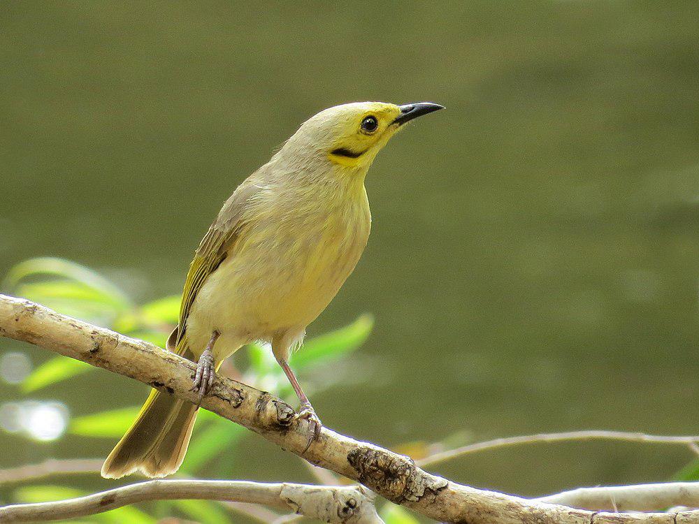 淡黄吸蜜鸟 / Yellow-tinted Honeyeater / Ptilotula flavescens