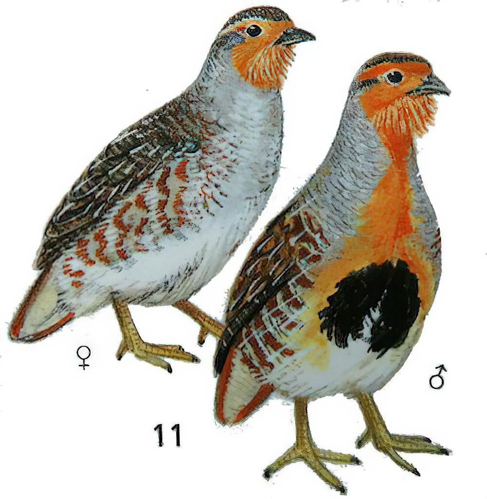 斑翅山鹑 / Daurian Partridge / Perdix dauurica