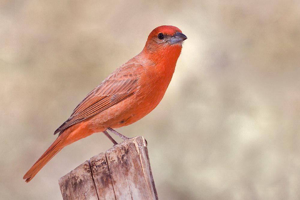 暗红丽唐纳雀 / Hepatic Tanager / Piranga hepatica