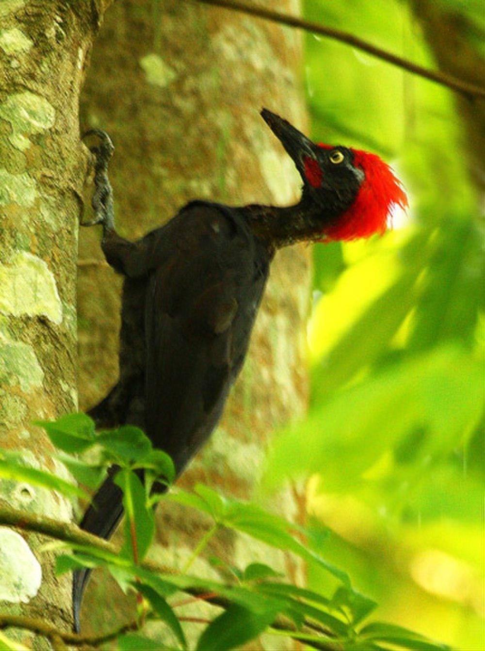 安岛啄木鸟 / Andaman Woodpecker / Dryocopus hodgei