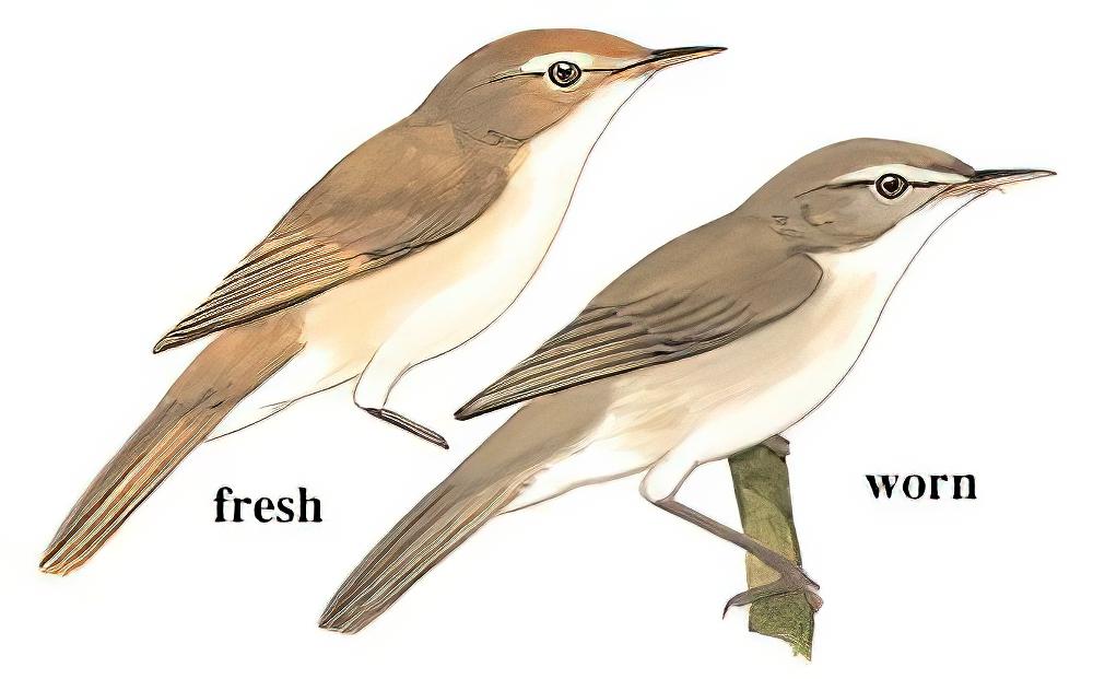 布氏苇莺 / Blyth\'s Reed Warbler / Acrocephalus dumetorum