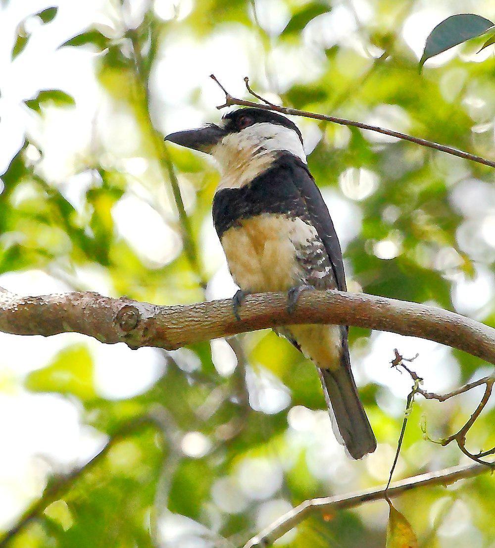 圭亚那白颈蓬头䴕 / Guianan Puffbird / Notharchus macrorhynchos
