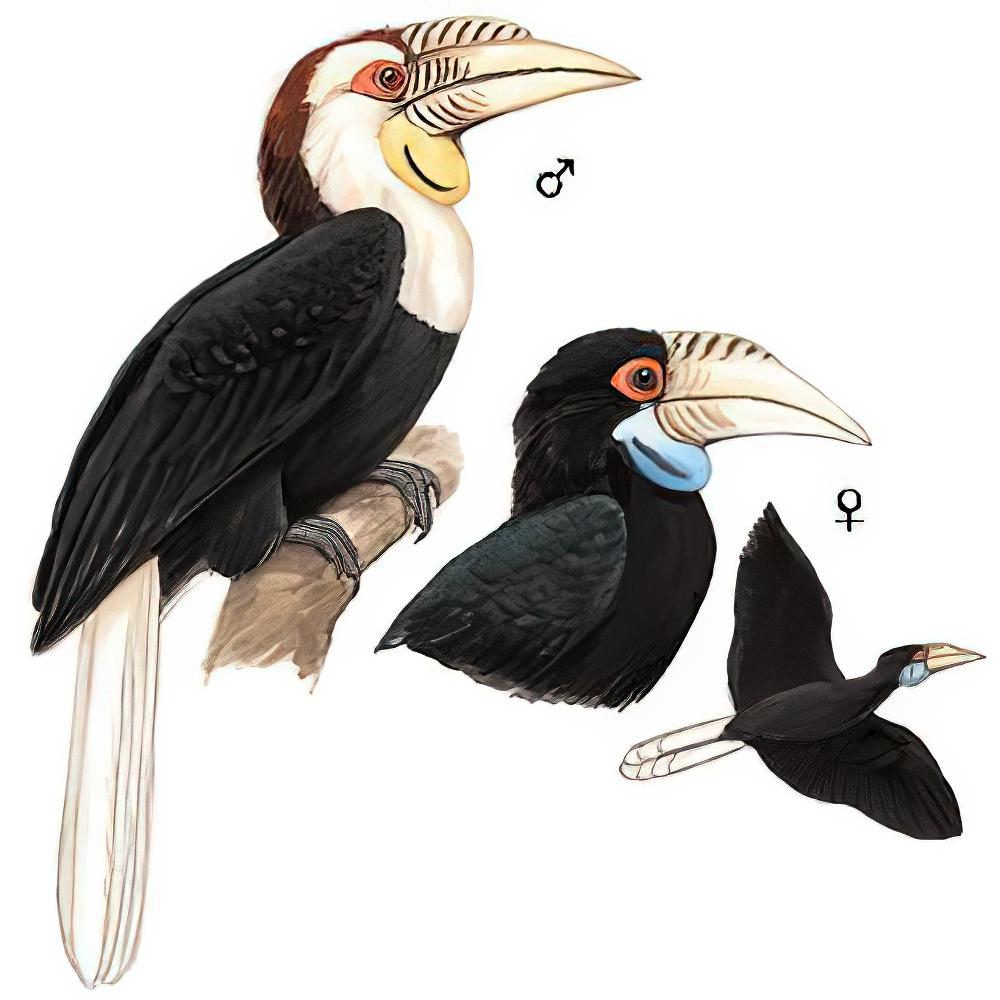 花冠皱盔犀鸟 / Wreathed Hornbill / Rhyticeros undulatus