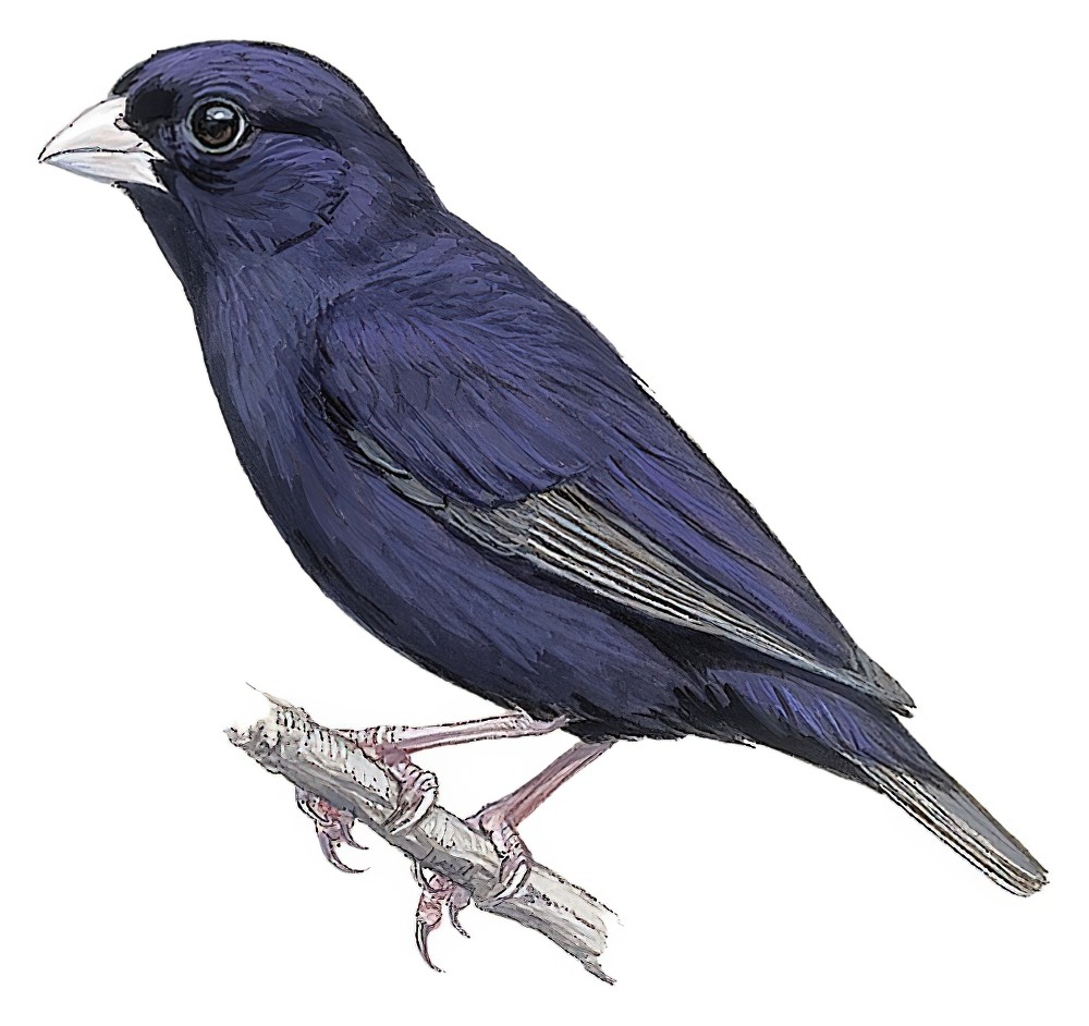 淡翅维达雀 / Wilson's Indigobird / Vidua wilsoni