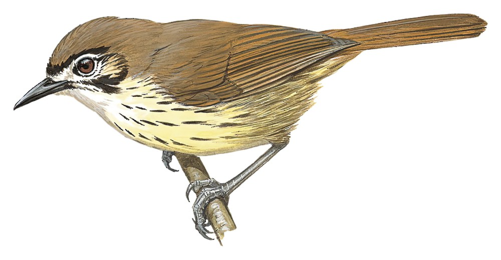 黑纹穗鹛 / Negros Striped Babbler / Zosterornis nigrorum