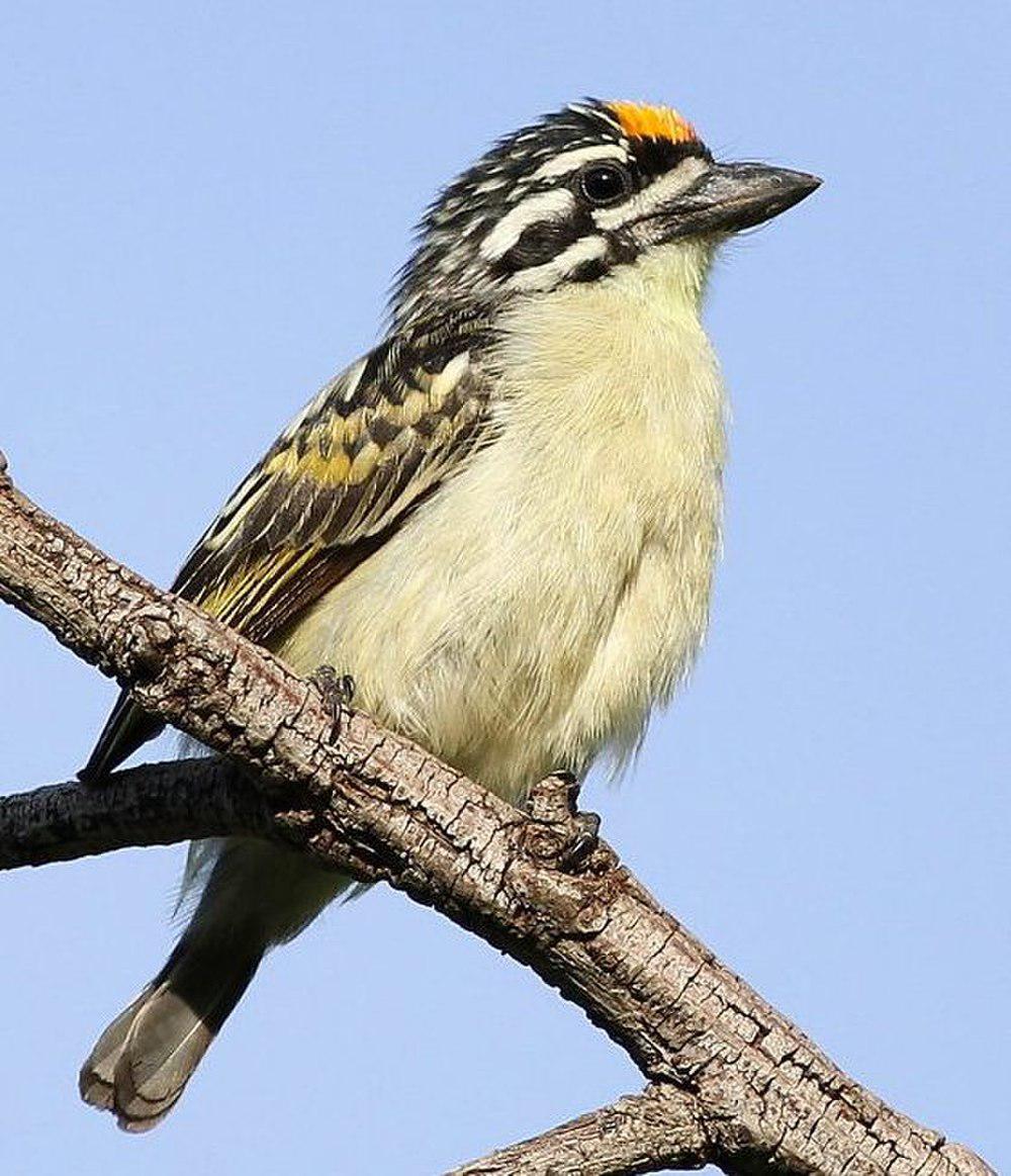 黄额钟声拟䴕 / Yellow-fronted Tinkerbird / Pogoniulus chrysoconus