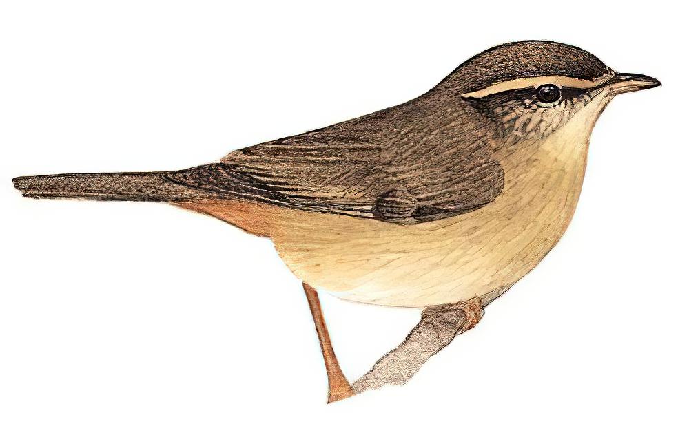 巨嘴柳莺 / Radde\'s Warbler / Phylloscopus schwarzi