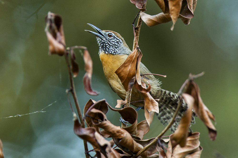 棕胸苇鹪鹩 / Rufous-breasted Wren / Pheugopedius rutilus