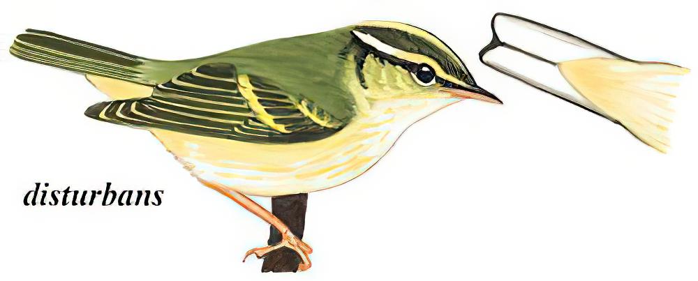 白斑尾柳莺 / Kloss\'s Leaf Warbler / Phylloscopus ogilviegranti