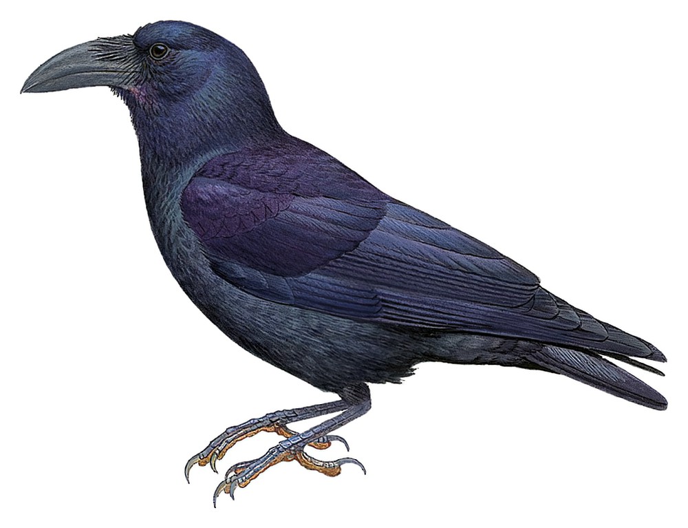 布岛乌鸦 / Bougainville Crow / Corvus meeki