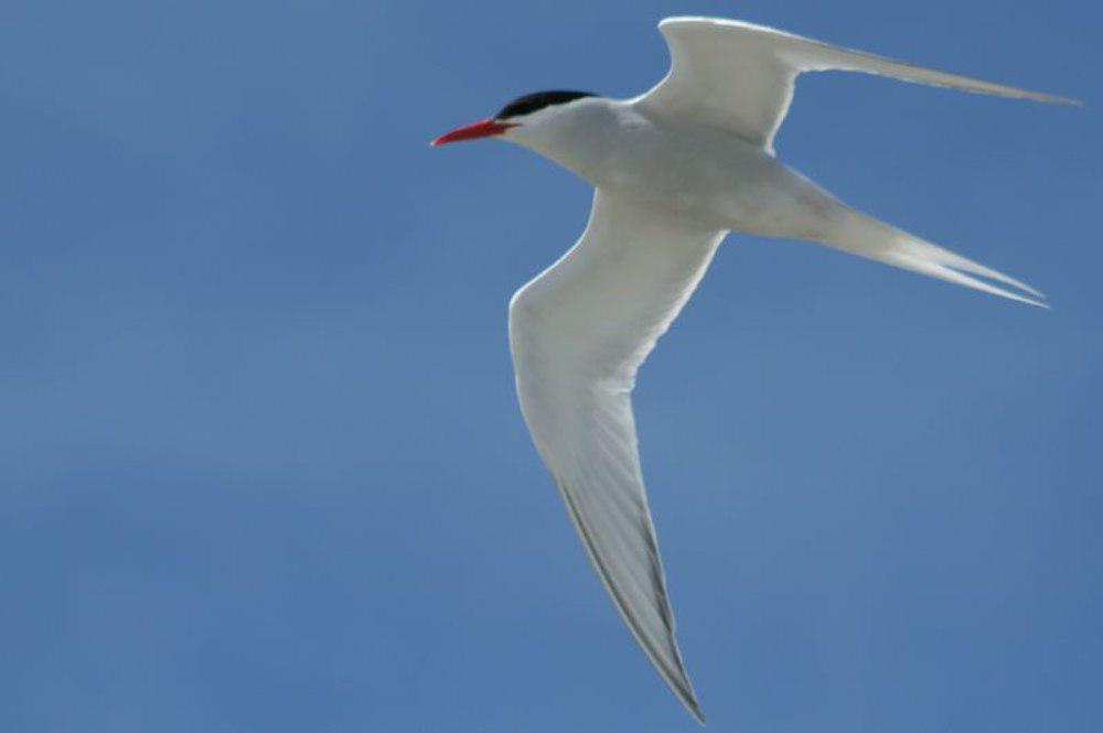 南美燕鸥 / South American Tern / Sterna hirundinacea