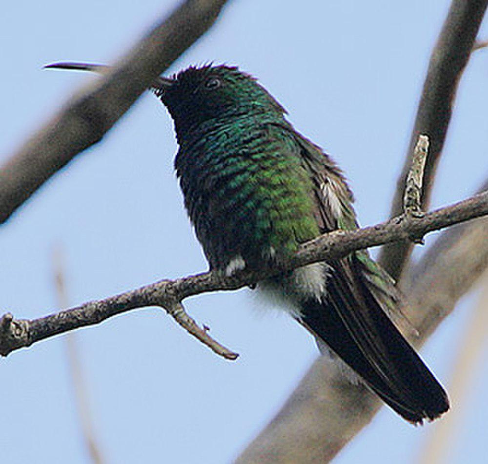 绿喉芒果蜂鸟 / Green-throated Mango / Anthracothorax viridigula
