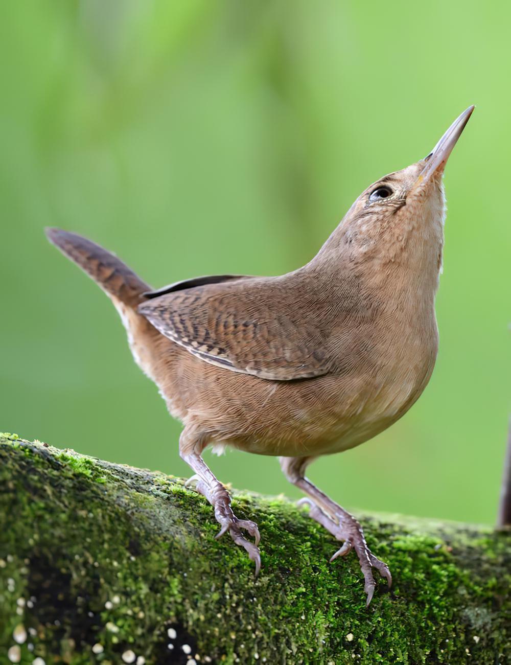 莺鹪鹩 / House Wren / Troglodytes aedon