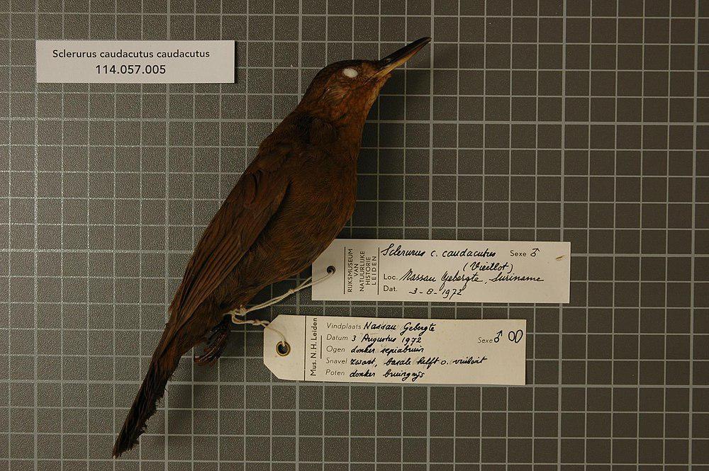 黑尾硬尾雀 / Black-tailed Leaftosser / Sclerurus caudacutus