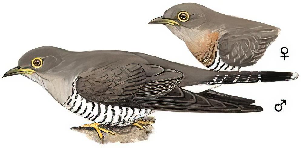 四声杜鹃 / Indian Cuckoo / Cuculus micropterus