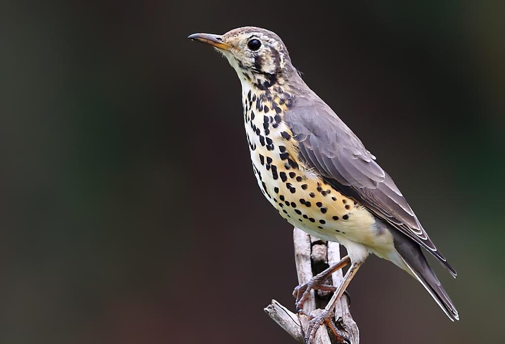 非洲地鸫 / Groundscraper Thrush / Turdus litsitsirupa