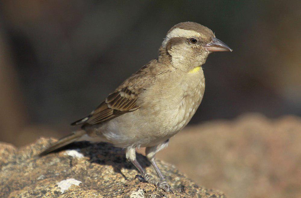黄喉石雀 / Yellow-throated Bush Sparrow / Gymnoris superciliaris