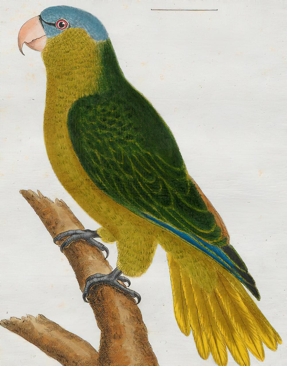 黑眼先鹦鹉 / Black-lored Parrot / Tanygnathus gramineus