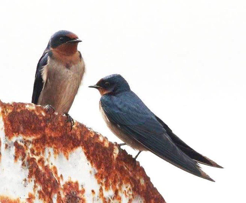 安哥拉燕 / Angolan Swallow / Hirundo angolensis