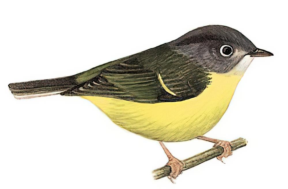 灰脸鹟莺 / Grey-cheeked Warbler / Phylloscopus poliogenys