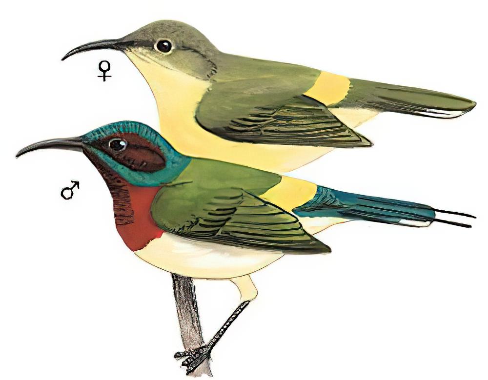 叉尾太阳鸟 / Fork-tailed Sunbird / Aethopyga christinae