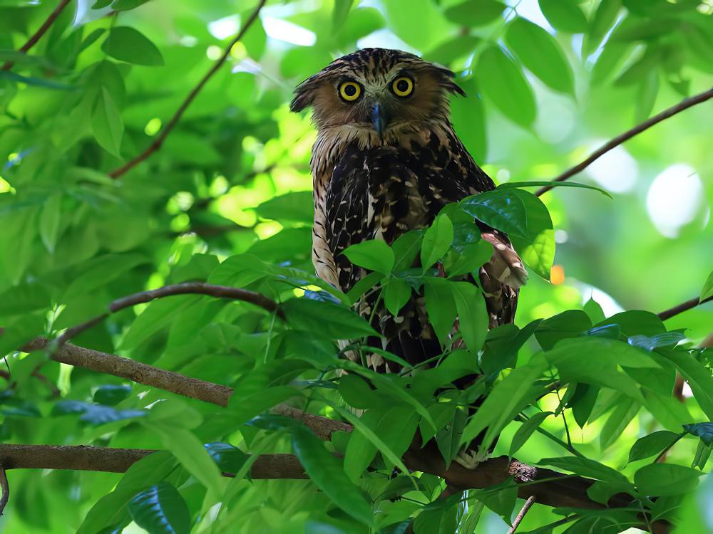 马来渔鸮 / Buffy Fish Owl / Ketupa ketupu