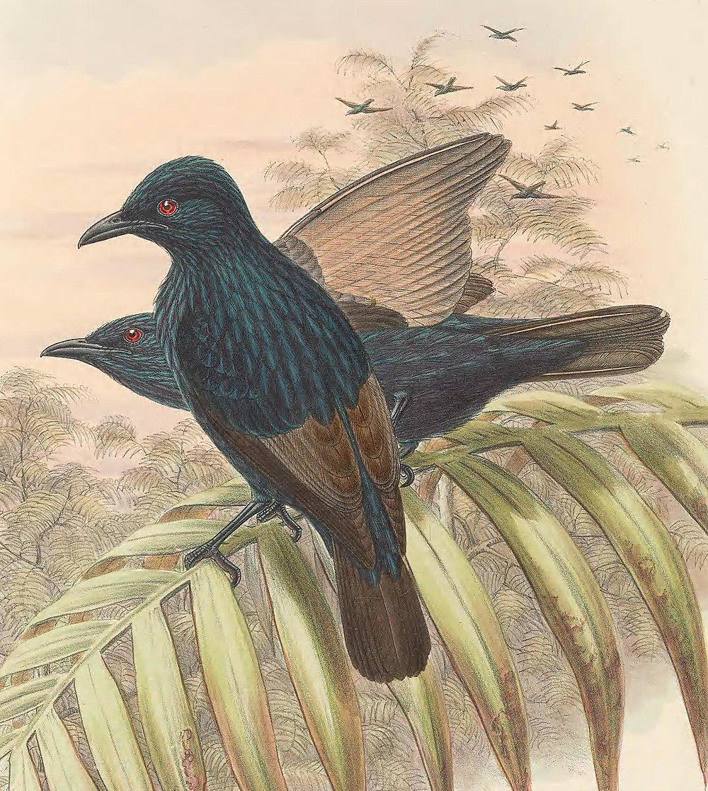 褐翅辉椋鸟 / Brown-winged Starling / Aplonis grandis