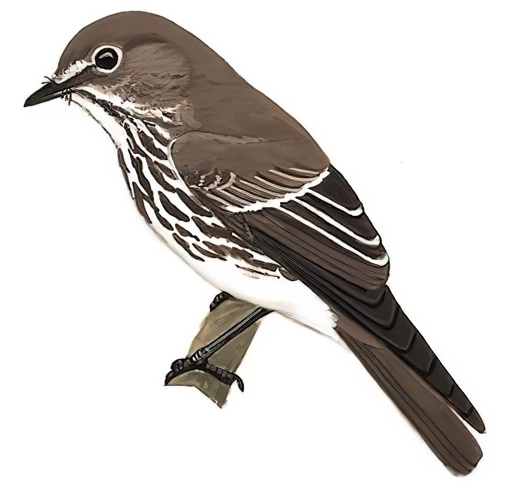 灰纹鹟 / Grey-streaked Flycatcher / Muscicapa griseisticta