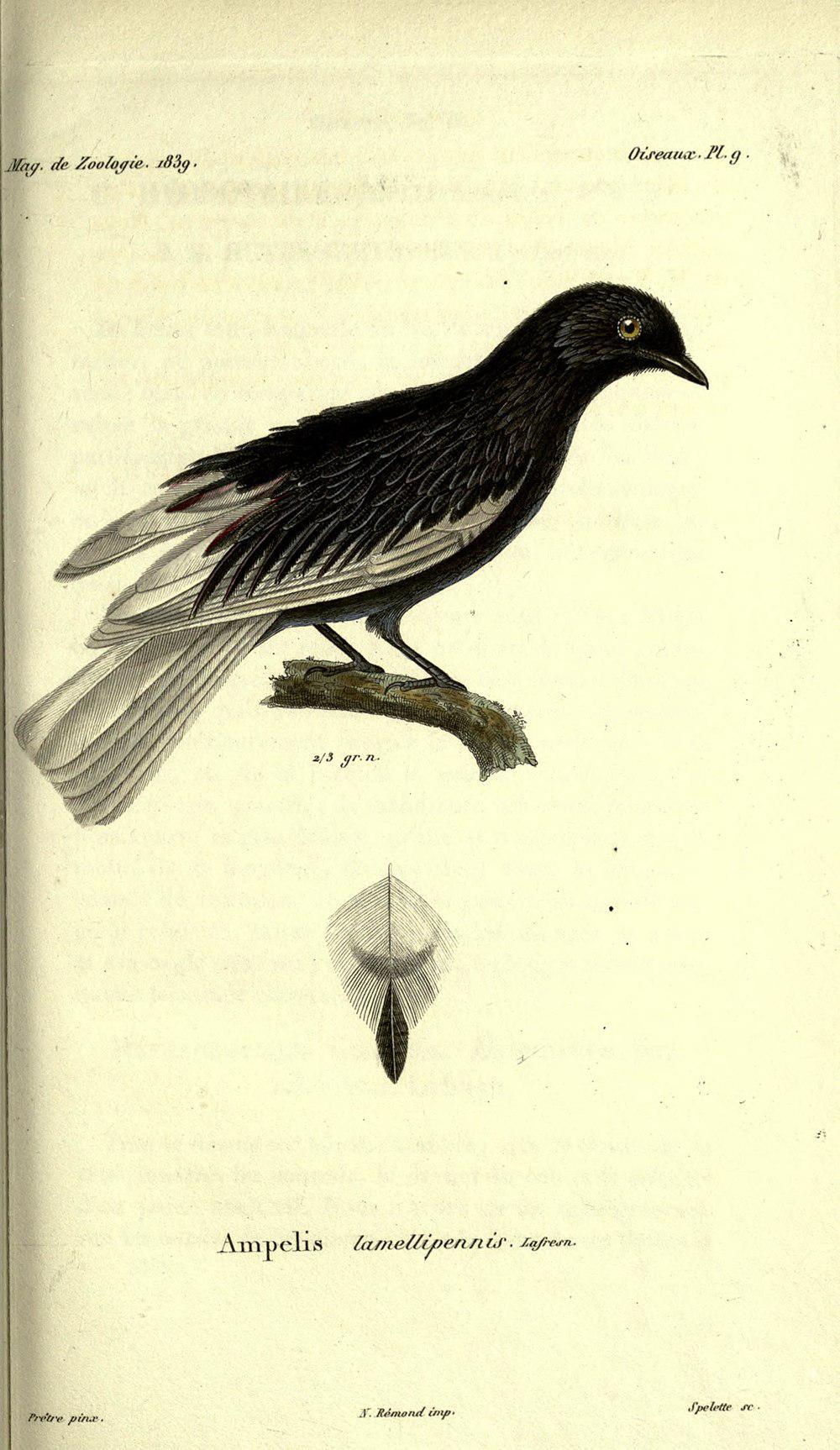 白尾伞鸟 / White-tailed Cotinga / Xipholena lamellipennis