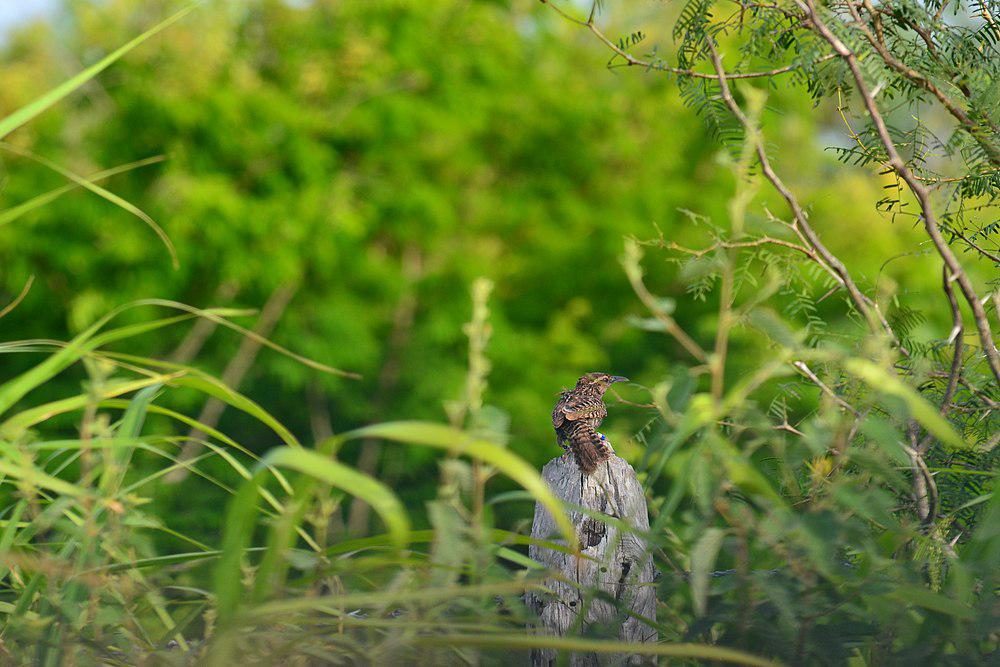 尤卡曲嘴鹪鹩 / Yucatan Wren / Campylorhynchus yucatanicus