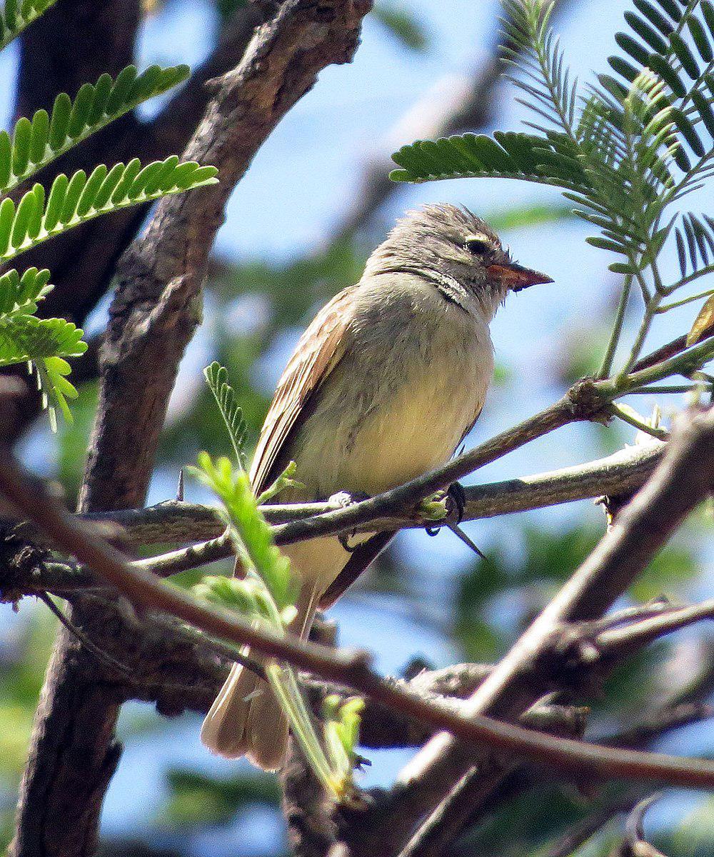 北无须小霸鹟 / Northern Beardless Tyrannulet / Camptostoma imberbe