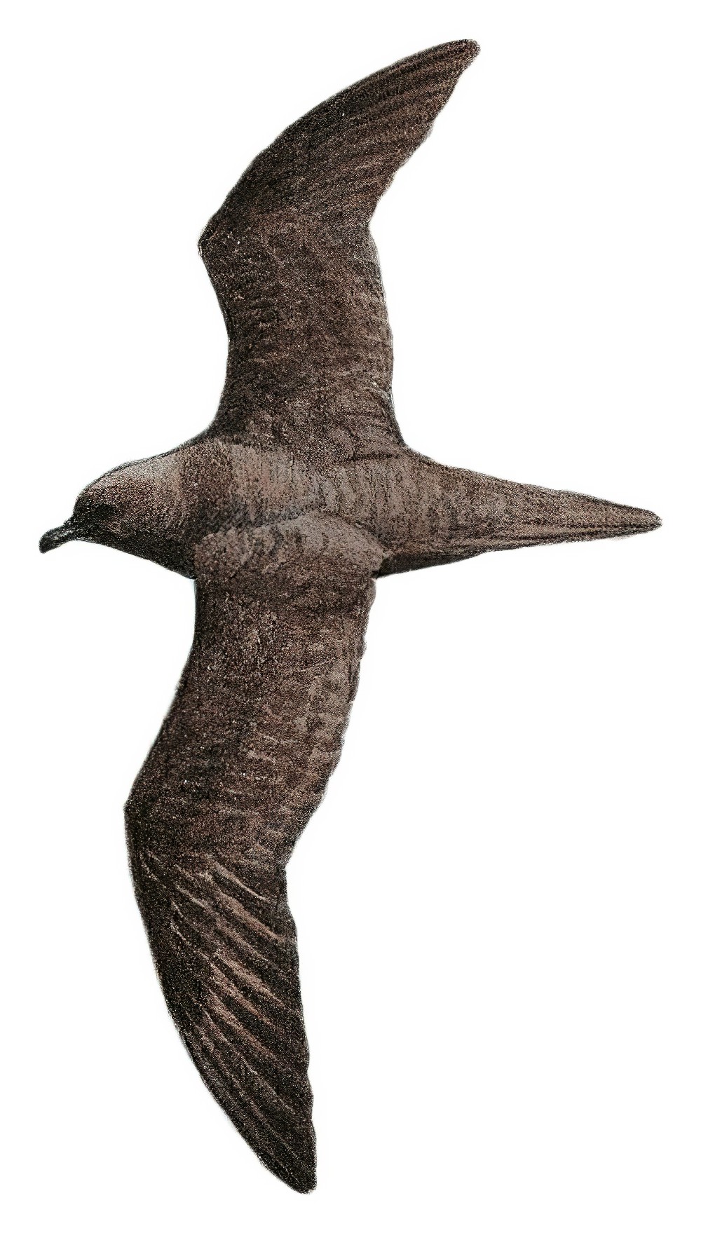 斐济圆尾鹱 / Fiji Petrel / Pseudobulweria macgillivrayi