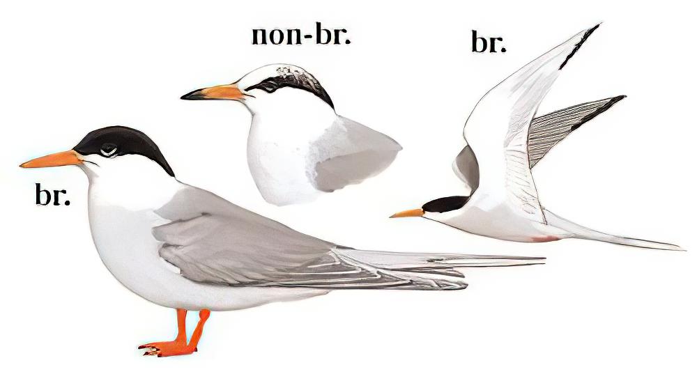 黄嘴河燕鸥 / River Tern / Sterna aurantia