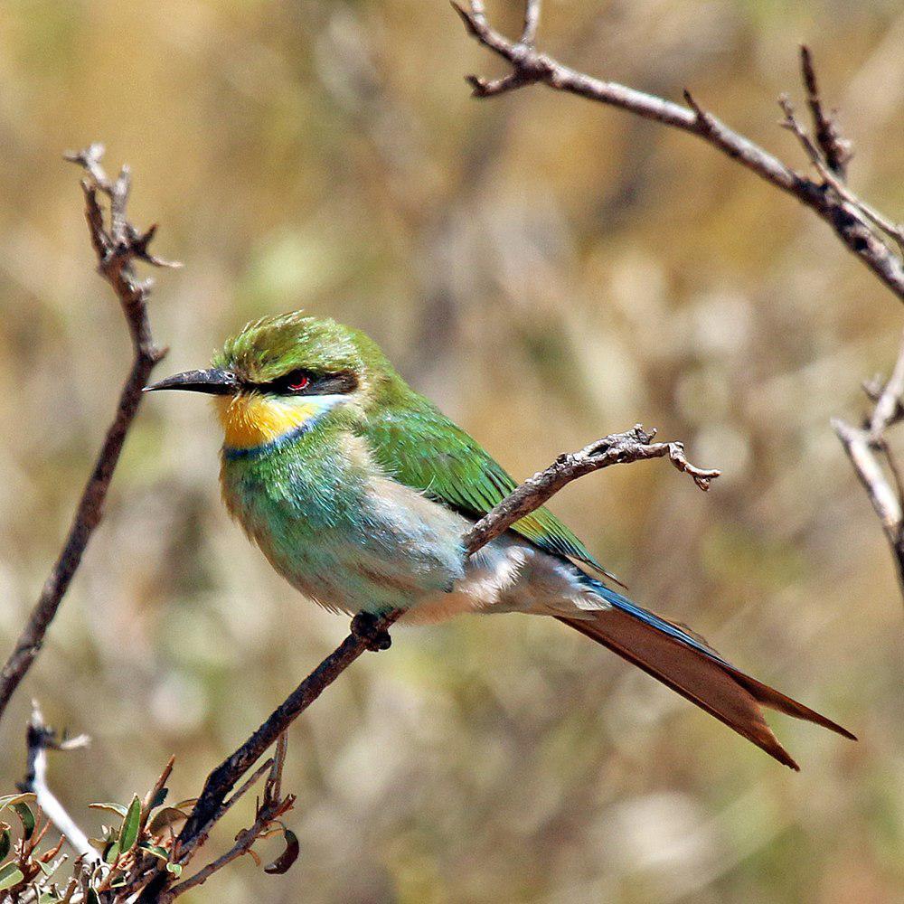 燕尾蜂虎 / Swallow-tailed Bee-eater / Merops hirundineus