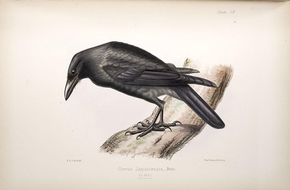 牙买加乌鸦 / Jamaican Crow / Corvus jamaicensis