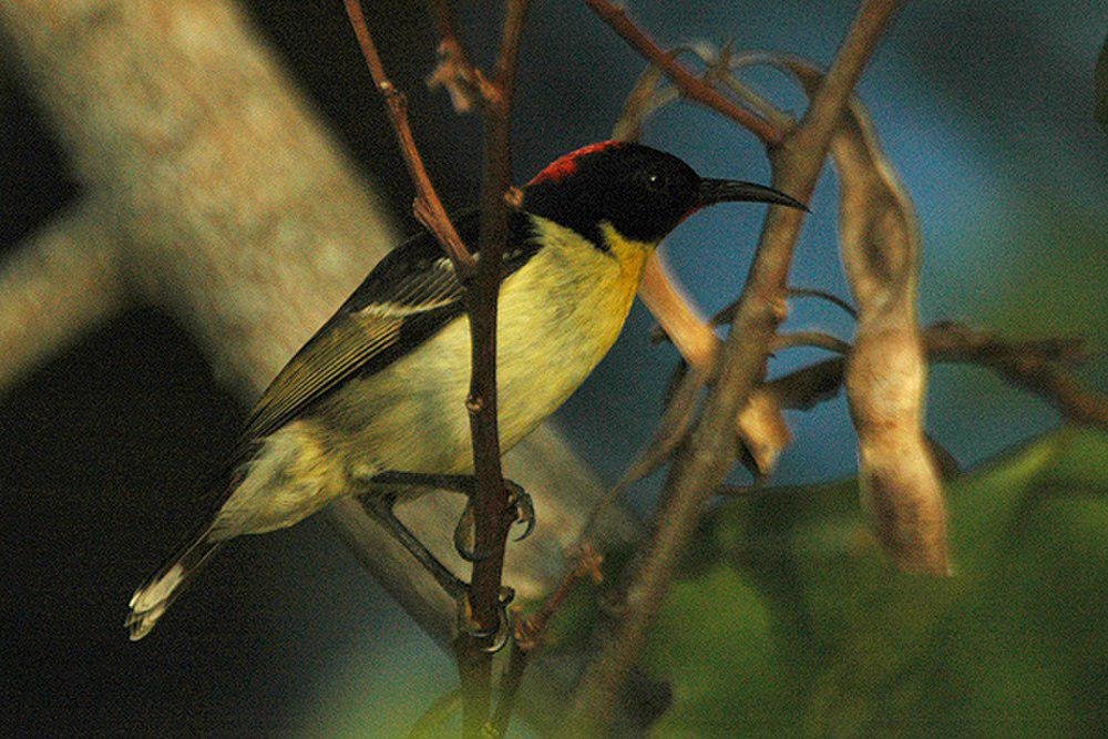 橙胸摄蜜鸟 / Sulphur-breasted Myzomela / Myzomela jugularis