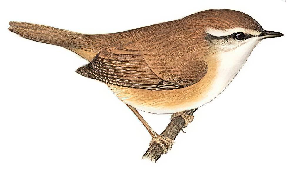 远东树莺 / Manchurian Bush Warbler / Horornis canturians