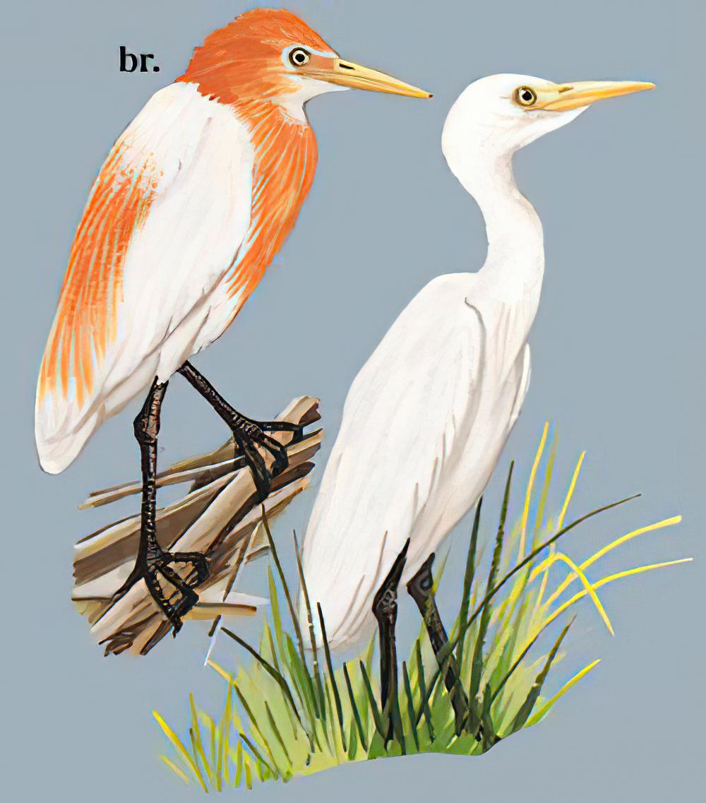 牛背鹭 / Eastern Cattle Egret / Bubulcus coromandus