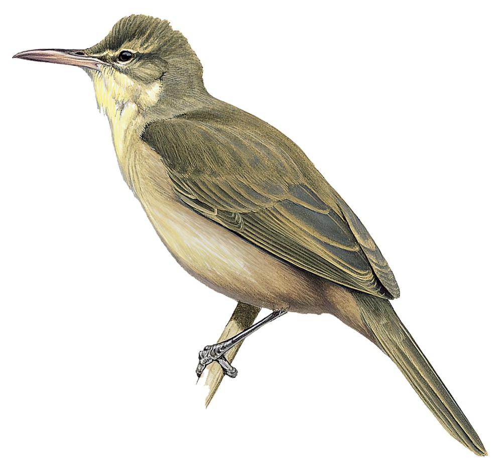 马里亚纳苇莺 / Aguiguan Reed Warbler / Acrocephalus nijoi